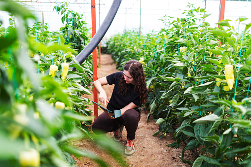 Young woman working in greenhouse using digital tablet