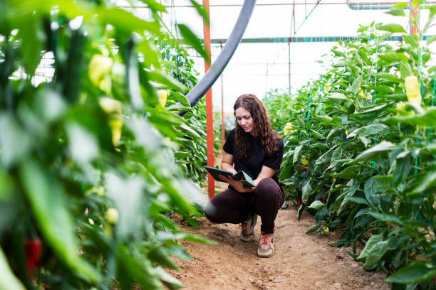 istock Young woman working in greenhouse using digital tablet 1455077142