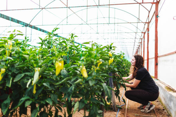 istock Young woman working in greenhouse using digital tablet 1455077425