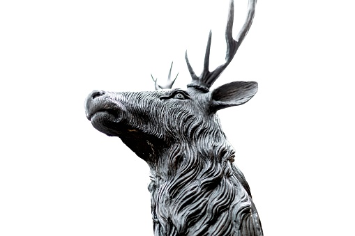 Head of a noble and beautiful and traditional british Deer Stag bronze, or alloy statue or sculpture cut out against a white background