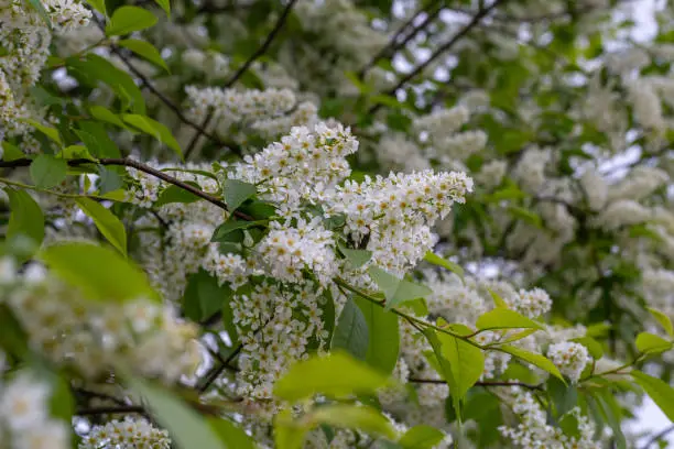 Blooming bird cherry macro photo in springtime. Spring blossom on a hackberry tree close-up photo. Blooming flowers with white petals on tree branches on a spring day.