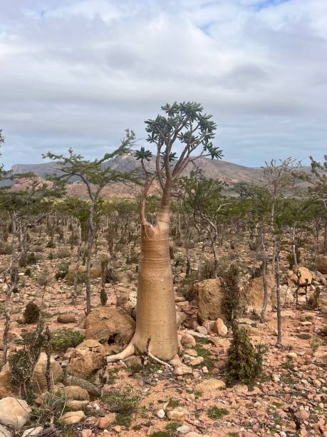 istock Landscape of Socotra 1455080030