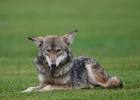 A closeup shot of a Coyote sitting on the grass found in the wild