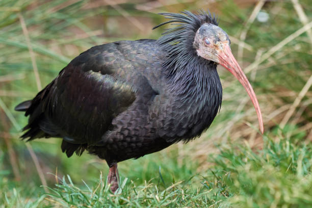 istock Northern bald ibis or Northern bald ibis (Geronticus eremita) 1455081747