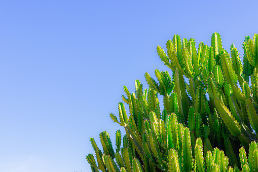 green cacti close up. green background of cacti in clear weather