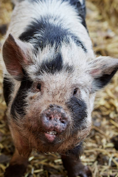 istock Spotted miniature pig (teacup) in pigsty showing teeth 1455082268