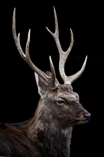 Close-up of a male sika deer (Cervus nippon) isolated on black background. Side view of a stag with dark winter coat and large antlers.