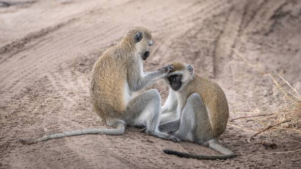 istock Chlorocebus monkeys in a savanna 1455083326