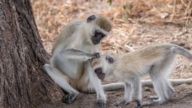 istock Chlorocebus monkeys in a savanna with dry grass 1455083329