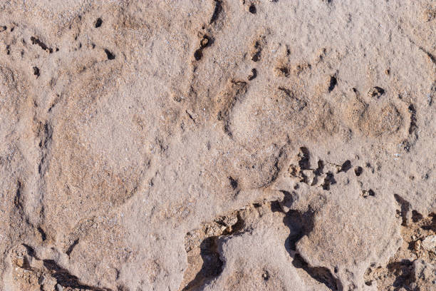 istock textured background brown stone with cracks on the surface. copy space. abstract stone background for design. sea stone. 1455083547