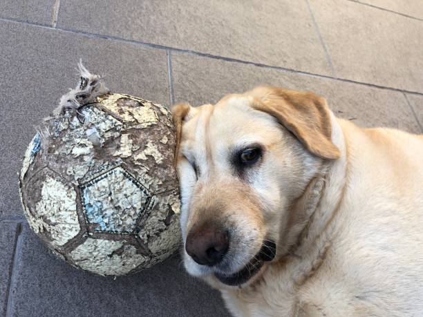 istock Labrador retriever dog with his ball 1455084653
