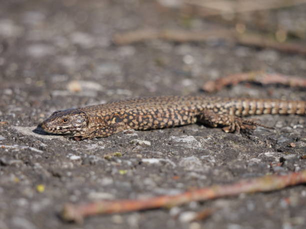 istock Common wall lizard on the ground in a forest during the day 1455085032