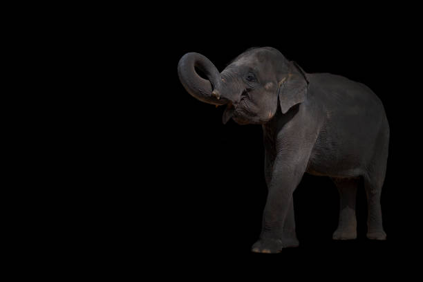 istock The elephant raises its trunk, the elephant has a beautiful and large image on a black background 1455085066