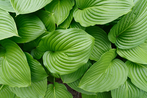A hosta flower with green leaves in the garden