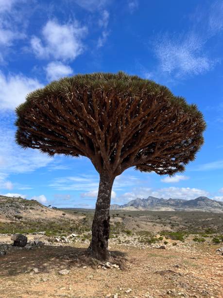 istock Dragon blood tree of Socotra 1455086068