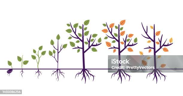 Tree Advancing Tree Growth Process Steps With Root Gardening Agriculture Farm Concept ...