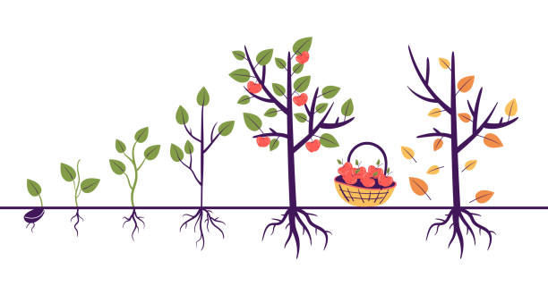 ilustraciones, imágenes clip art, dibujos animados e iconos de stock de pasos del proceso de crecimiento del árbol con la raíz. concepto de granja de agricultura de jardinería. ilustración de diseño gráfico vectorial - tree growth cultivated sapling