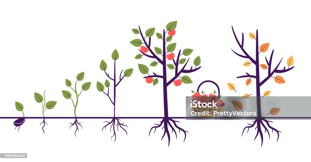 Tree Advancing Tree Growth Process Steps With Root Gardening Agriculture Farm Concept ...