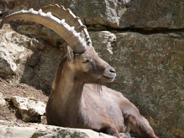 istock Wild Alpine ibex goat in the rocky mountains 1455086354