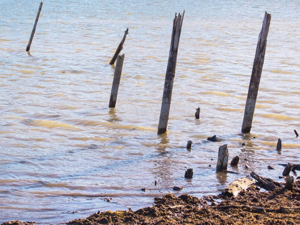 some old wooden pillars in a lake