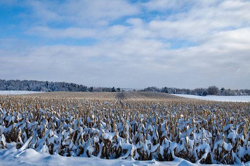 Wisconsin cornfield and forest covered with snow after a December storm, orizontal