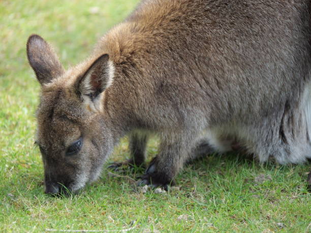 istock Red-necked wallaby or Bennett's wallaby (Macropus rufogriseus) on a green grass 1455086961