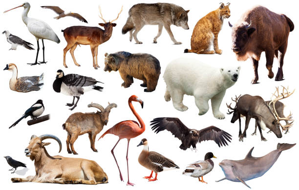 istock european animals isolated 1455087548