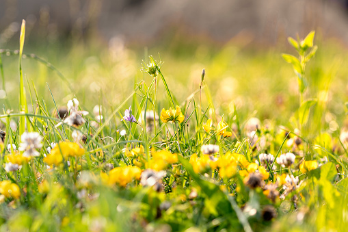 Natural summer sunny background with blooming white and yellow clover flowers. Selective focus.