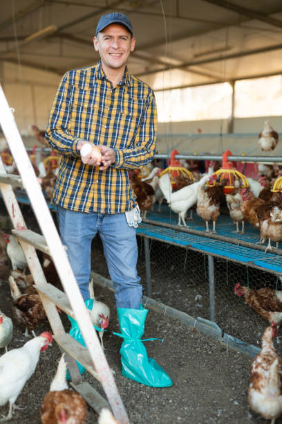 istock Successful farmer posing in chicken coop with eggs in hands 1455088446