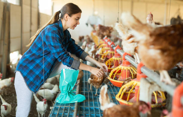 istock Young female farmer controling chicken feeding on farm 1455089018