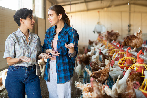 Two young interested women, professional farmers engaged in breeding of laying hens, standing in henhouse at poultry farm and discussing work topics