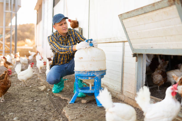 istock Serious male farmer holding legged bird drinker while chicken walking on backyard 1455089610