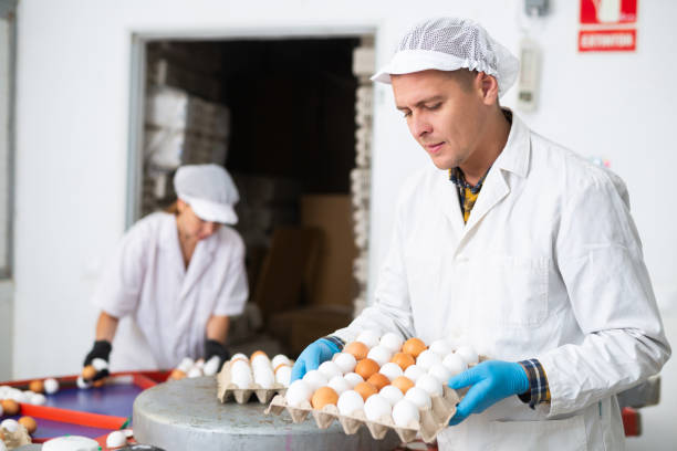 istock Poultry farm worker carrying carton tray with selected chicken eggs 1455089659