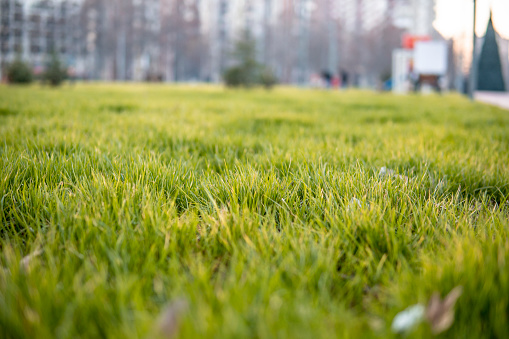 Picture of green grass in the park