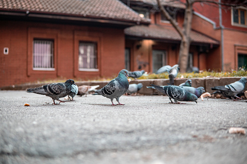 Picture of pigeons eating bread