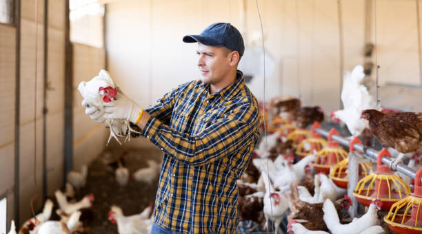 poważny młody rolnik płci męskiej trzymający kurczaka i żujący zdrowie kur na fermie drobiu - broiler farm zdjęcia i obrazy z banku zdjęć