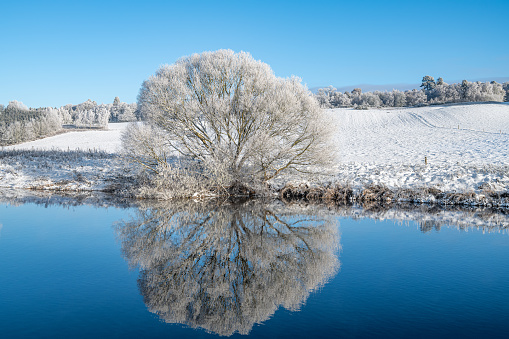 Reflections of snow covered trees in the River Teviot, Scottish Borders, United Kingdom