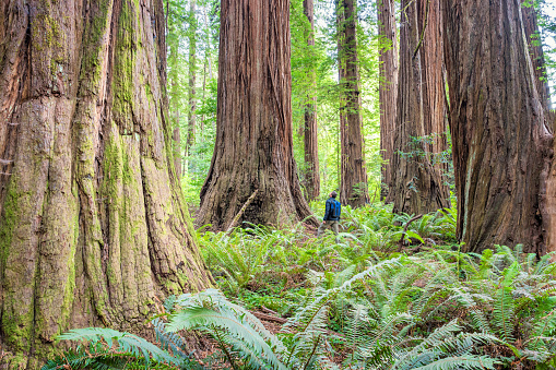 Hiker admires giant redwood trees at Stout Grove in Redwood National Park California USA.