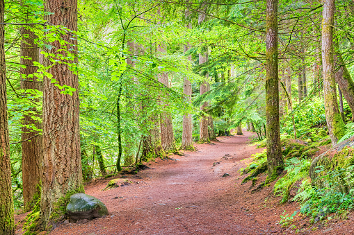 Pathway in the Hermitage Forest in Dunkeld Scotland.