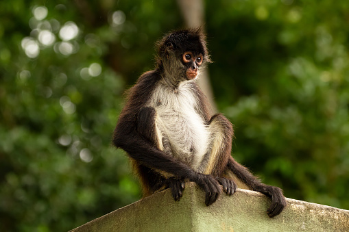 Cute Yukatan spider monkey is sitting on the roof of the building in the shade of trees and looking serious or concerned.