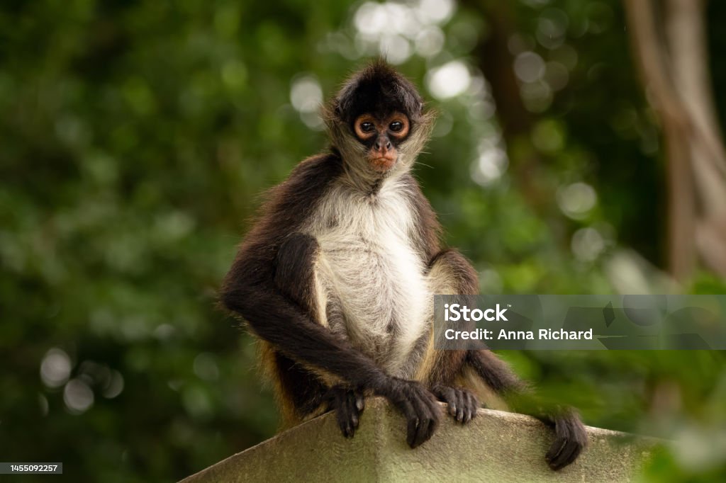 Funny Yukatan Spider Monkey Is Sitting And Thinking In The Park Stock Photo - Download Image Now - iStock Funny Yukatan Spider Monkey Is Sitting And Thinking In The Park Stock Photo - Download Image Now - iStock