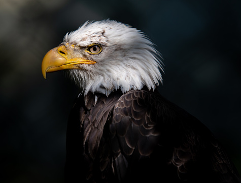 An angry north american bald eagle on black background.