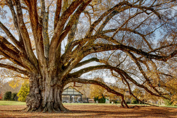 istock Beautiful view of park with large autumn tree with hanging branches 1455092688