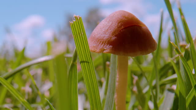 CLOSE UP, DOF: Revealing shot of brown mushroom growing in the green garden lawn