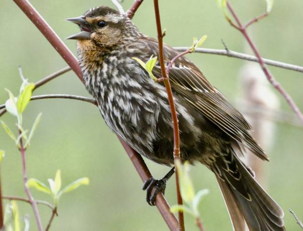 istock Red-Wing Blackbird, Female Singing 1455093975