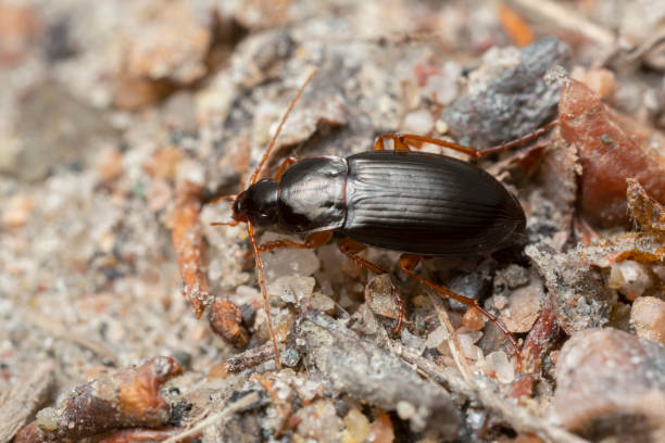 istock Ground beetle, Calathus micropterus in natural environment 1455094505