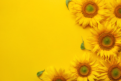 Yellow sunflowers on a yellow background