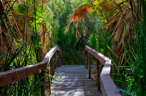 Trail in the oasis