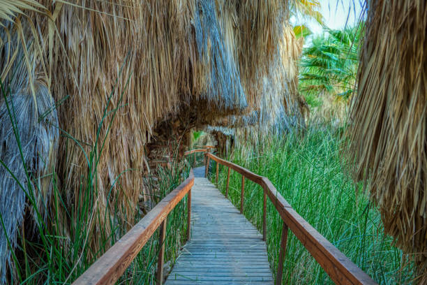 Trail in the oasis