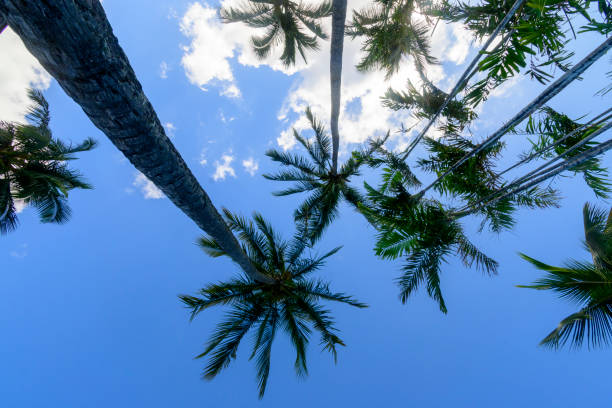 istock Palm trees rising into the Maui sky. 1455101472